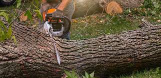 Reliable Milton, GA Tree Care Solutions