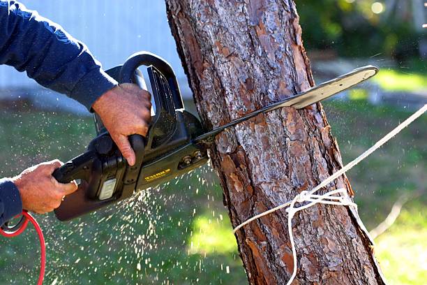 Best Arborist Consultation Services  in Milton, GA