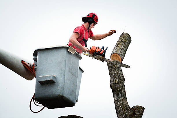Best Tree Cabling and Bracing  in Milton, GA